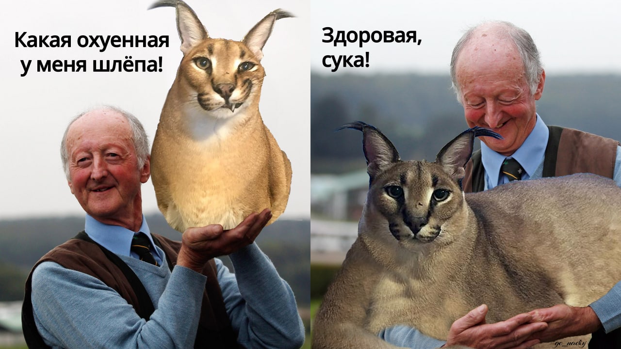 Какая охуенная у меня шлёпа Мужчина держит на руках двух каракалов, подписывая каждую половину картинки разными фразами.