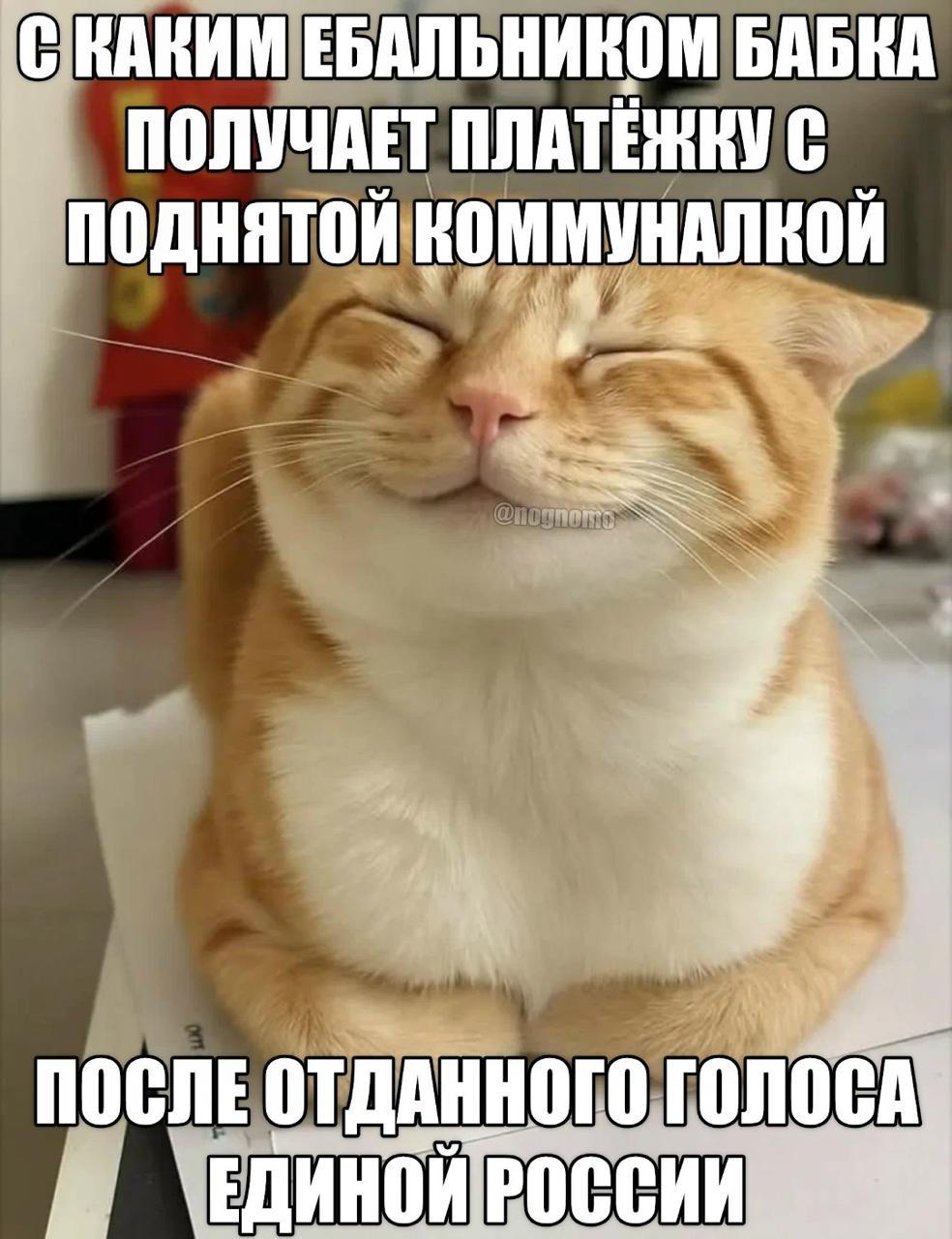 Довольный рыжий кот с закрытыми глазами и подписью о платёжке с повышенной коммуналкой после голосования за «Единую Россию».