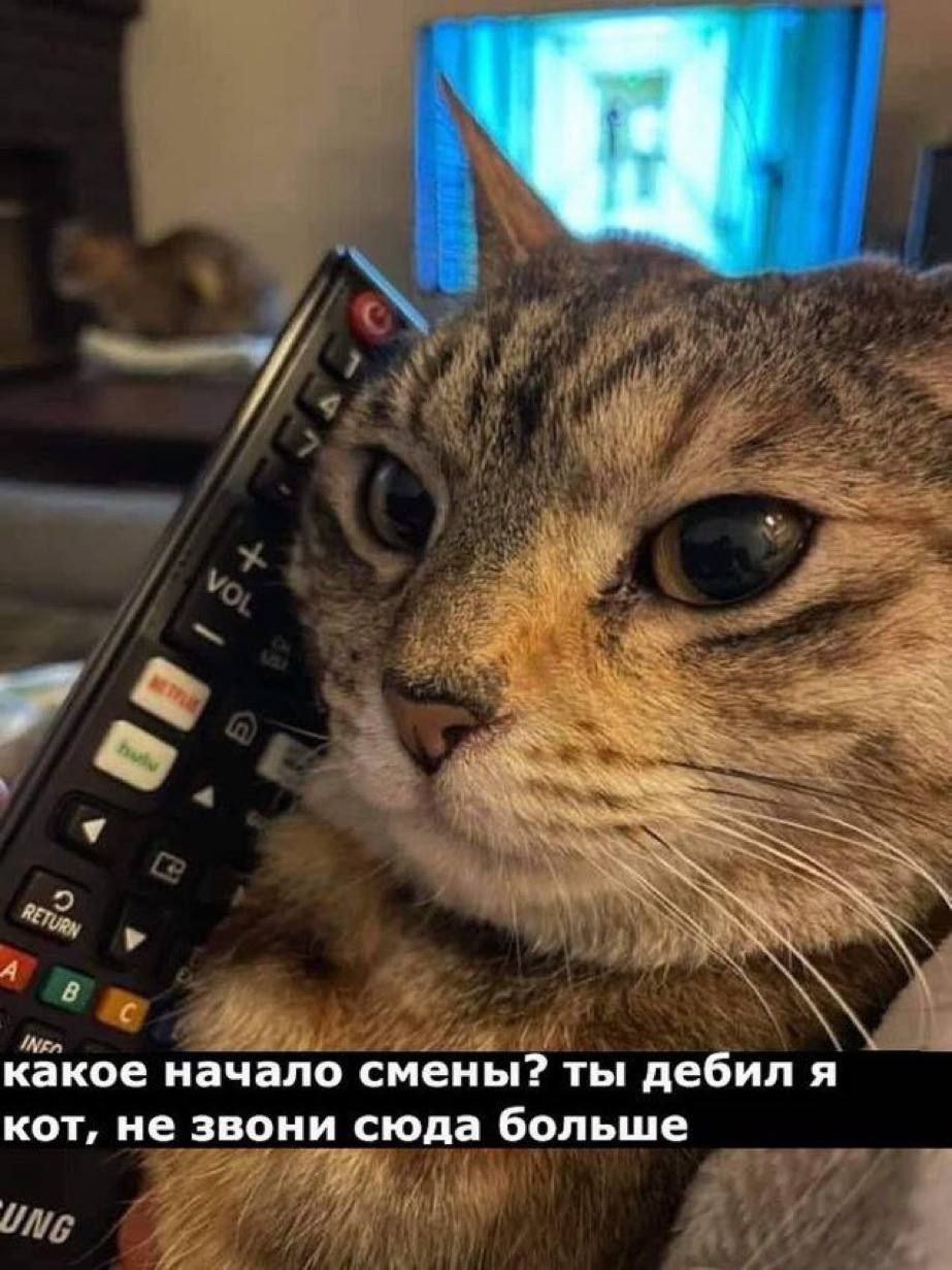 Какое начало смены? Ты дебил я кот Мем с котом, который держит пульт от телевизора у уха, как будто разговаривает по телефону. На изображении кот говорит: «Какое начало смены? Ты дебил я кот, не звони сюда больше»