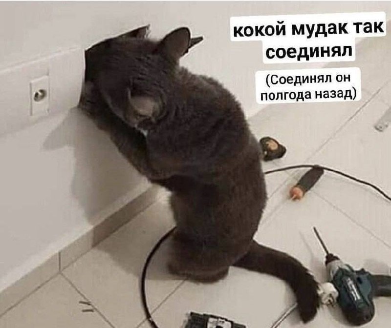 Серый кот стоит у стены и возмущается, что кто-то криво всё соединил ещё полгода назад