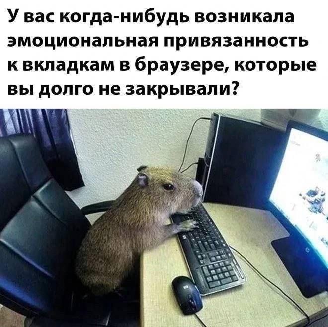 Капибара за компьютером Капибара сидит за компьютером и печатает на клавиатуре.