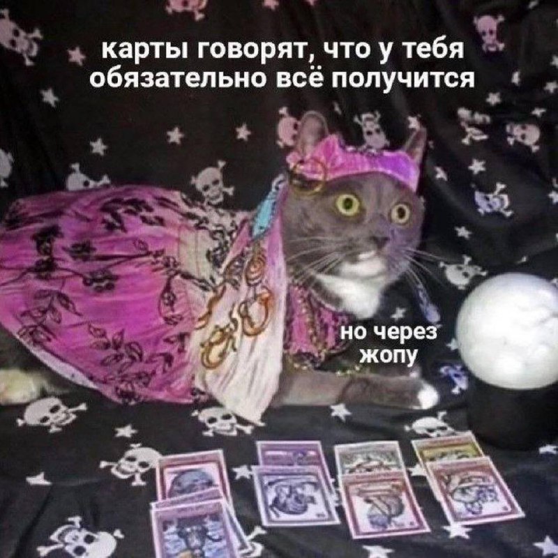 Карты говорят, что у тебя обязательно все получится Кот-гадалка и хрустальный шар предсказывают успех, но очень тернистым путем