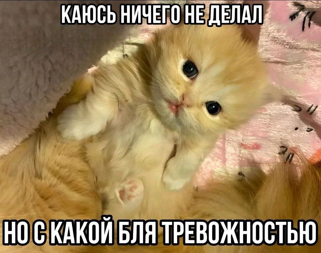 Каюсь ничего не делал но с какой бля тревожностью Маленький рыжий котенок лежит на спине с раскинутыми лапками, а сверху и снизу мемная надпись: "Каюсь ничего не делал но с какой бля тревожностью"
