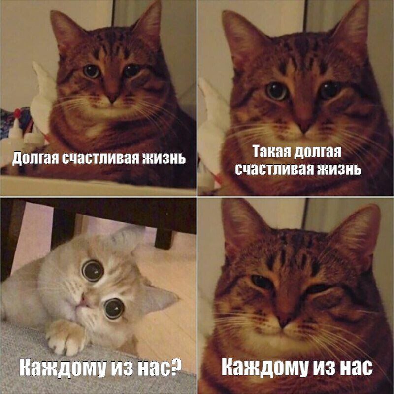Каждому из нас Мем с четырьмя панелями, где коты обсуждают долгую счастливую жизнь.