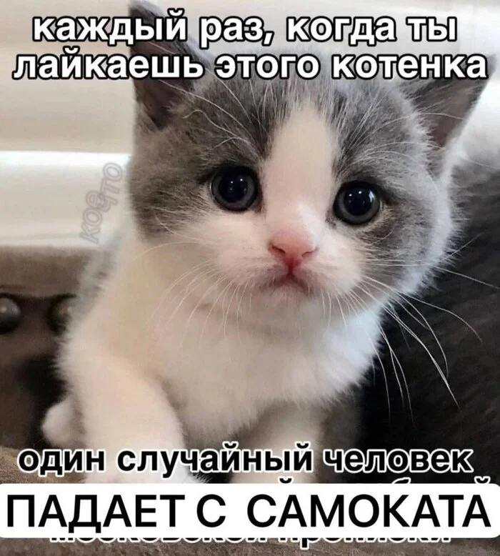 Каждый раз, когда ты лайкаешь этого котенка Милый котенок с подписью про падающего с самоката человека