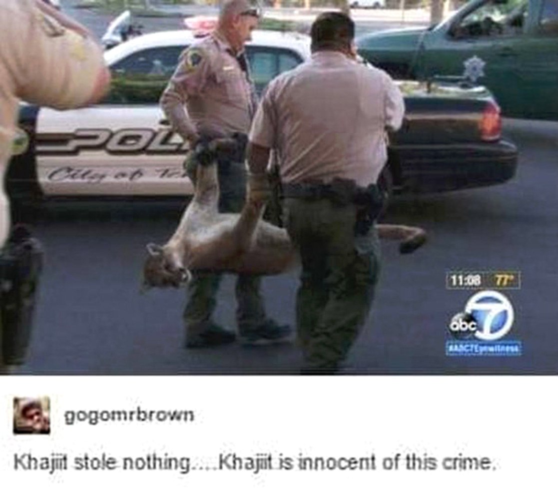 Khajiit is innocent of this crime Полицейские несут пуму, а подпись гласит «Каджит ничего не крал… Каджит невиновен в этом преступлении».