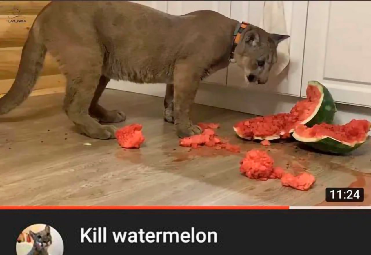 Kill watermelon Пума и разбитый арбуз на полу