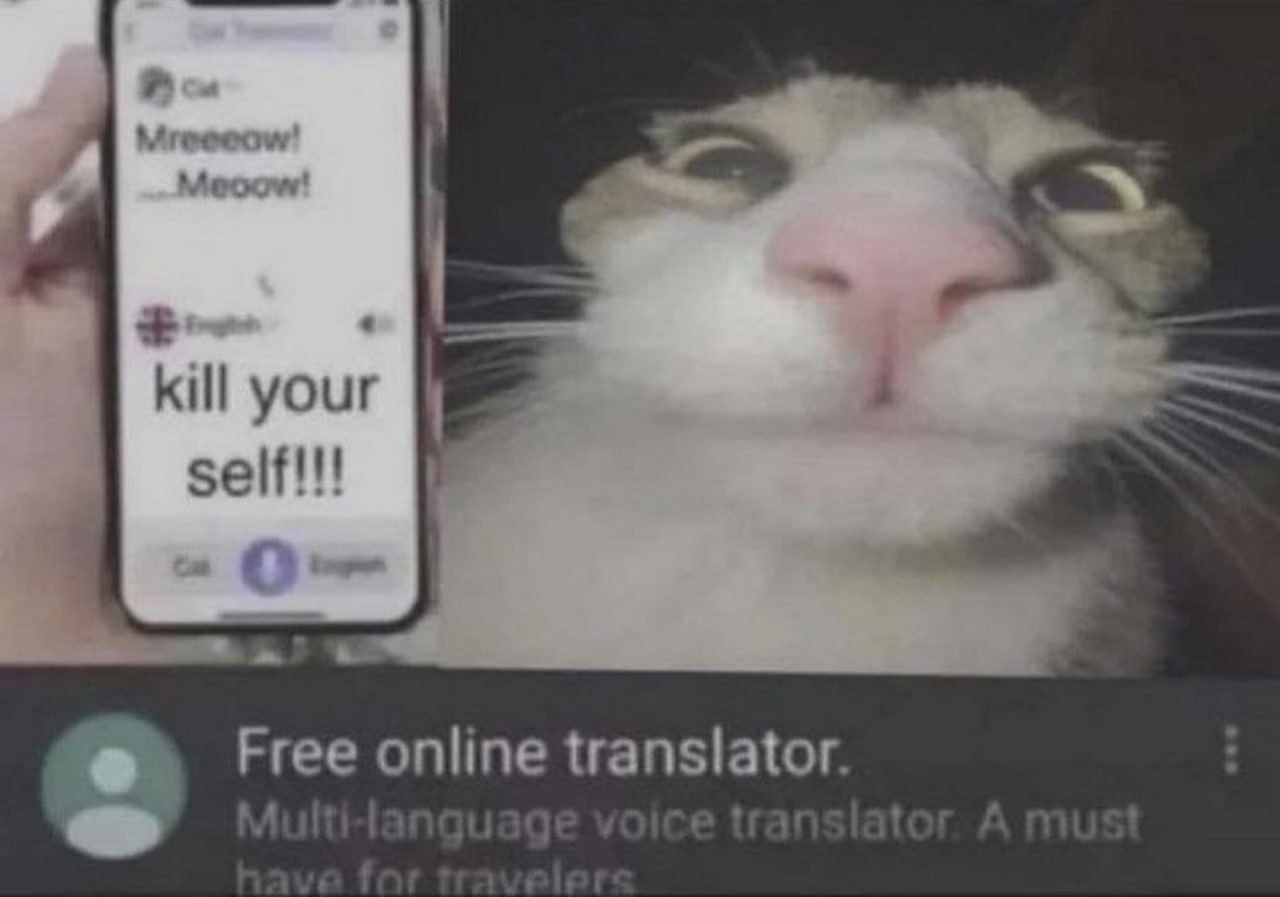 Убей себя кот Мем с котом, который "сказал" в переводчике "убей себя!!!" и теперь в шоке