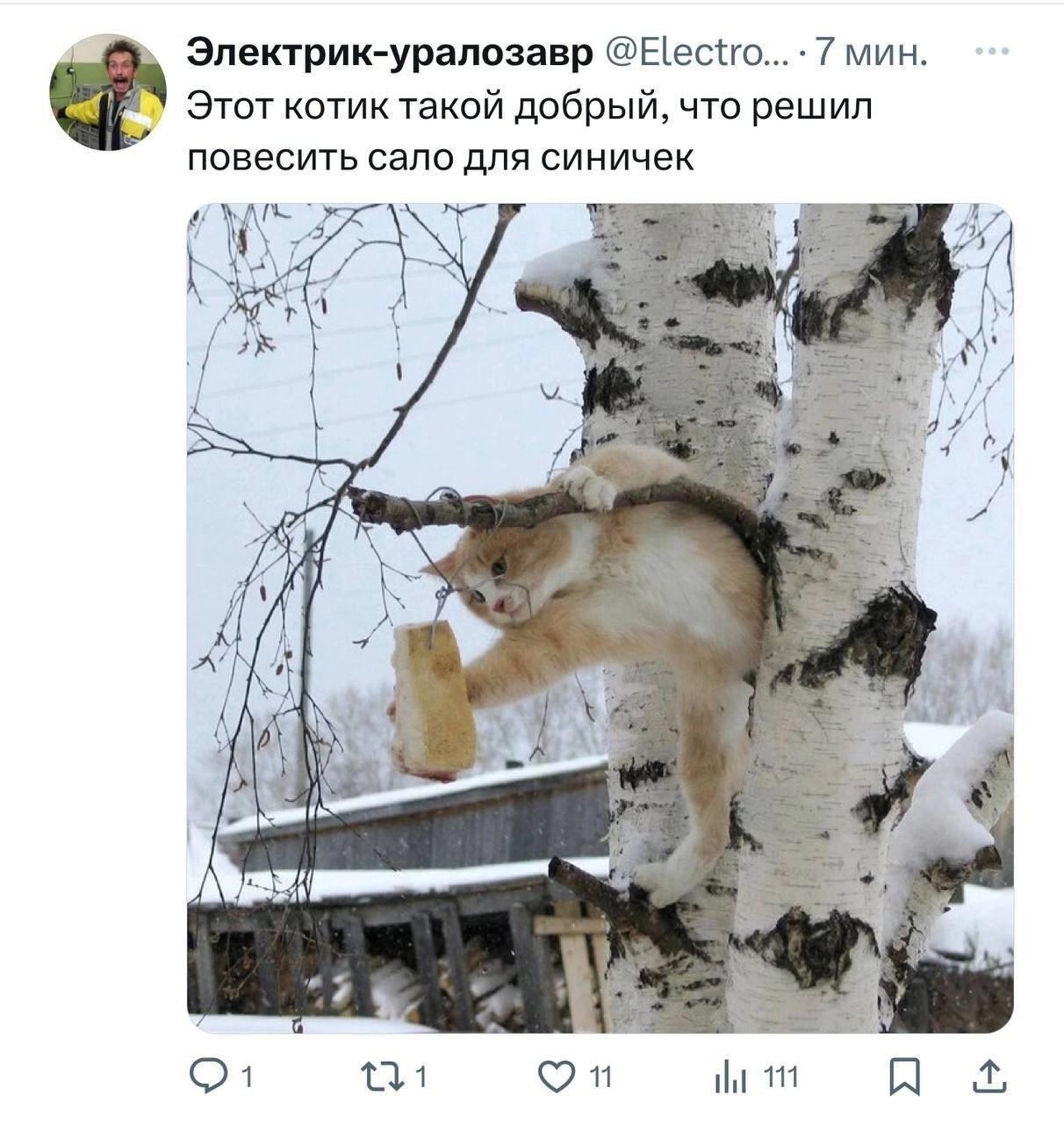 Этот котик такой добрый, что решил повесить сало для синичек Добрый кот, повесивший сало для синичек на березу