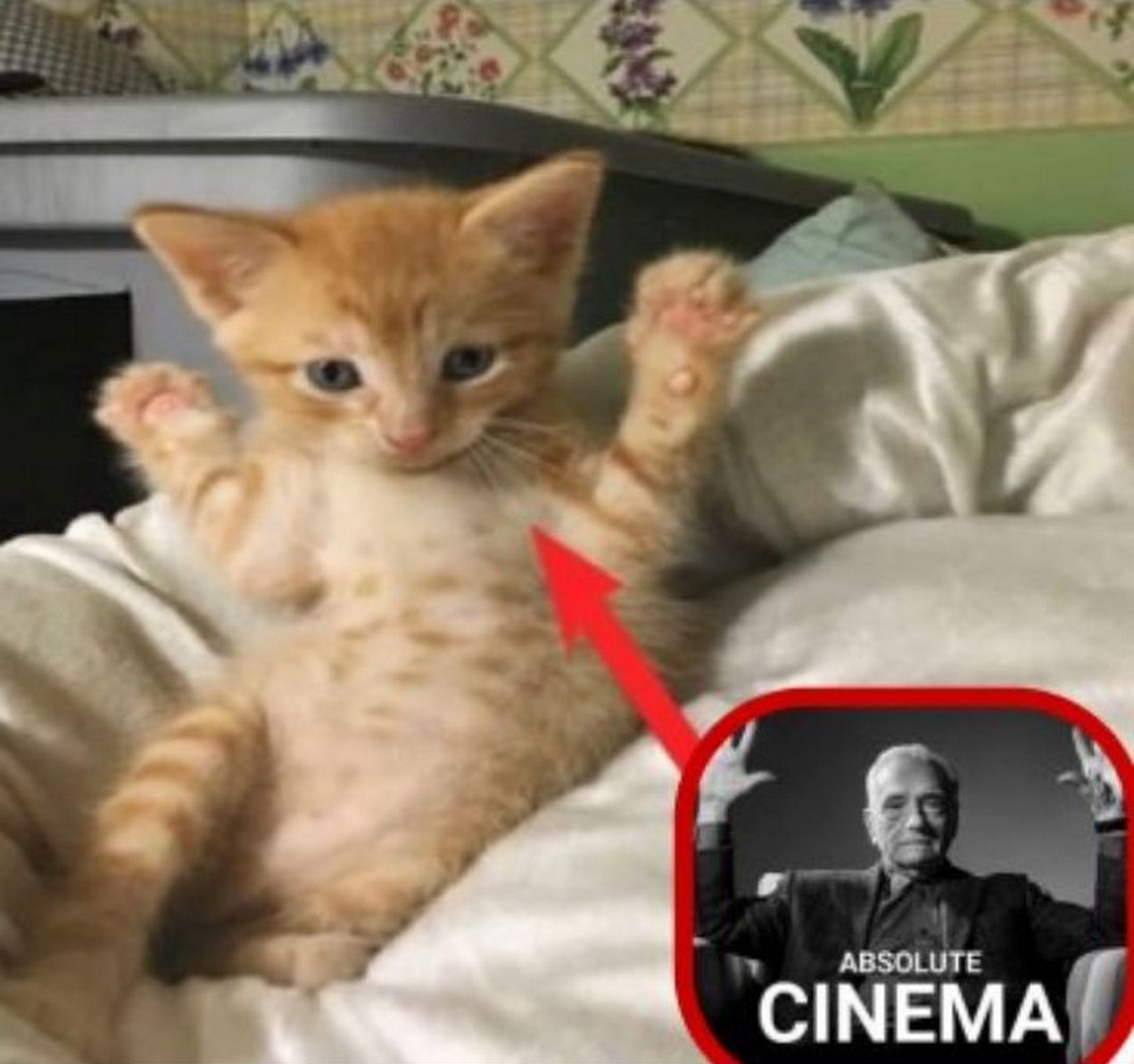 Котёнок absolute cinema Рыжий котёнок поднимает лапки, как на иконке absolute cinema