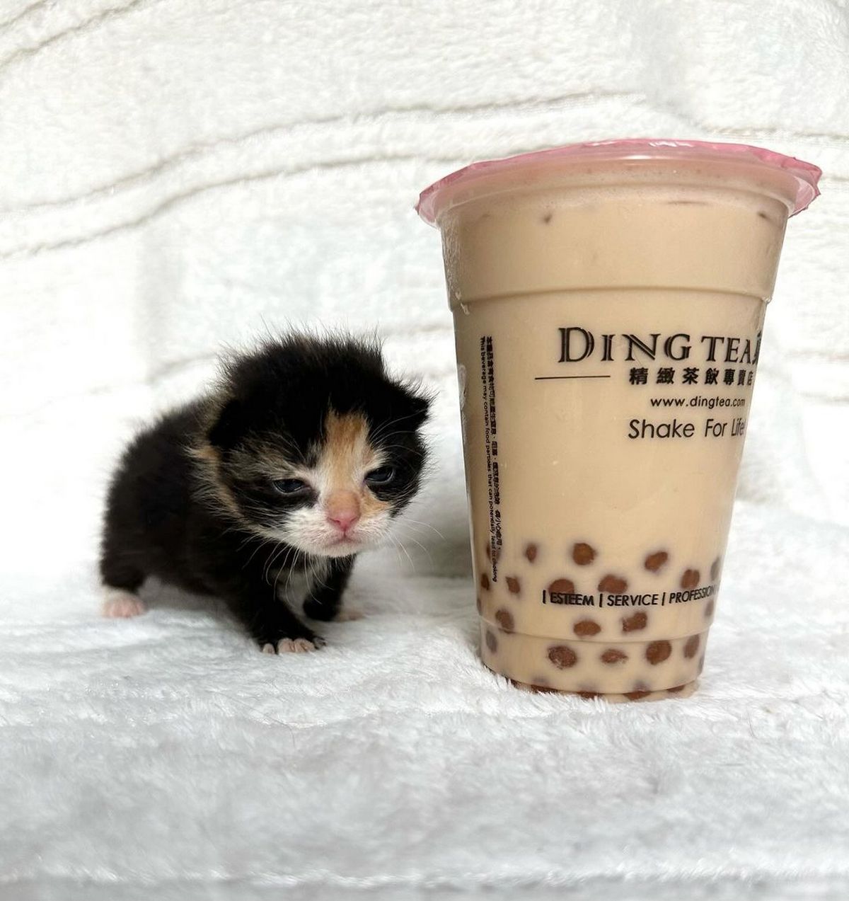 Котенок и Ding Tea Маленький котенок рядом с большим стаканом бабл-чая Ding Tea