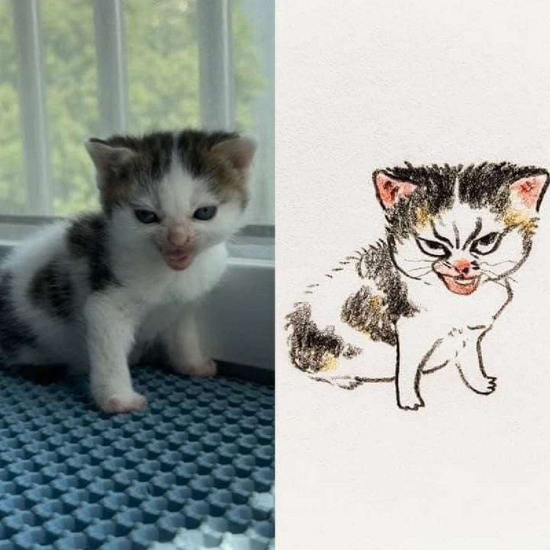 Сравнение котенка и его рисунка Сравнение реального котенка с нарисованным, где нарисованный выглядит более злым и агрессивным.