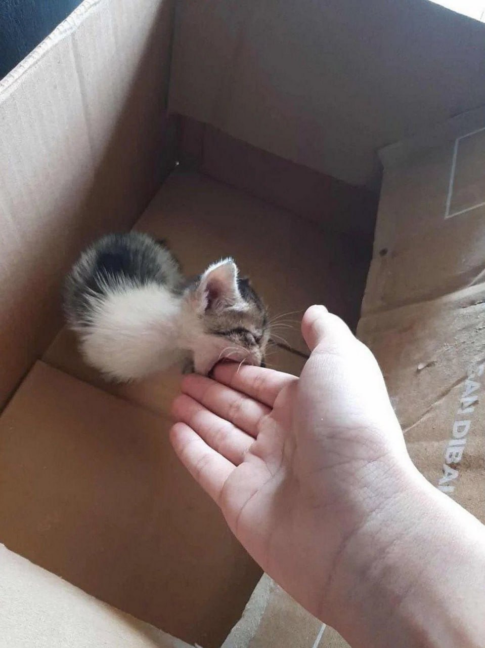 Котенок кусает палец в коробке Крошечный котенок сидит в коробке и нежно кусает палец человека.