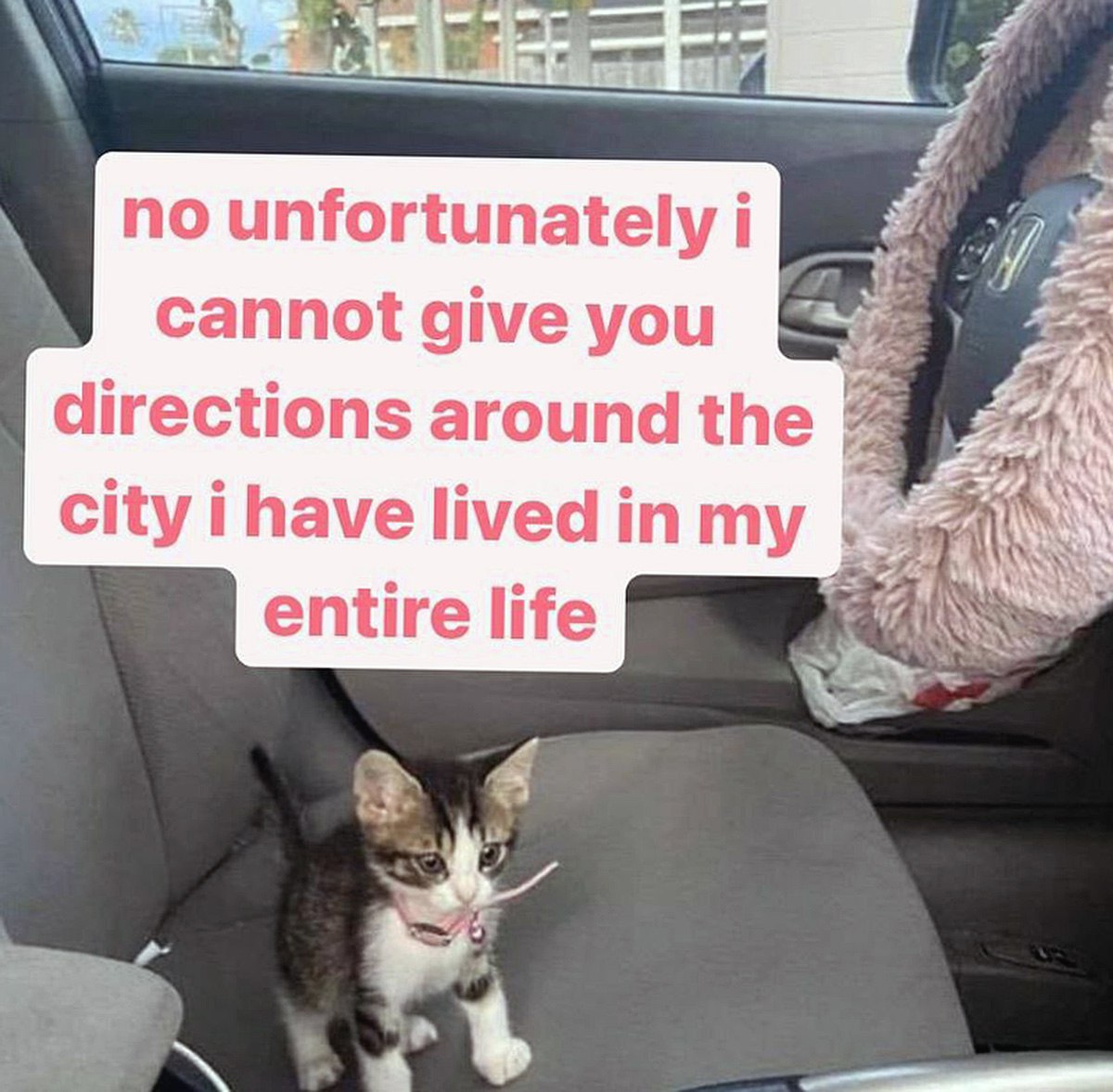 Котёнок не может объяснить дорогу Котёнок в машине, который не может объяснить, как проехать по городу, в котором живёт всю жизнь.