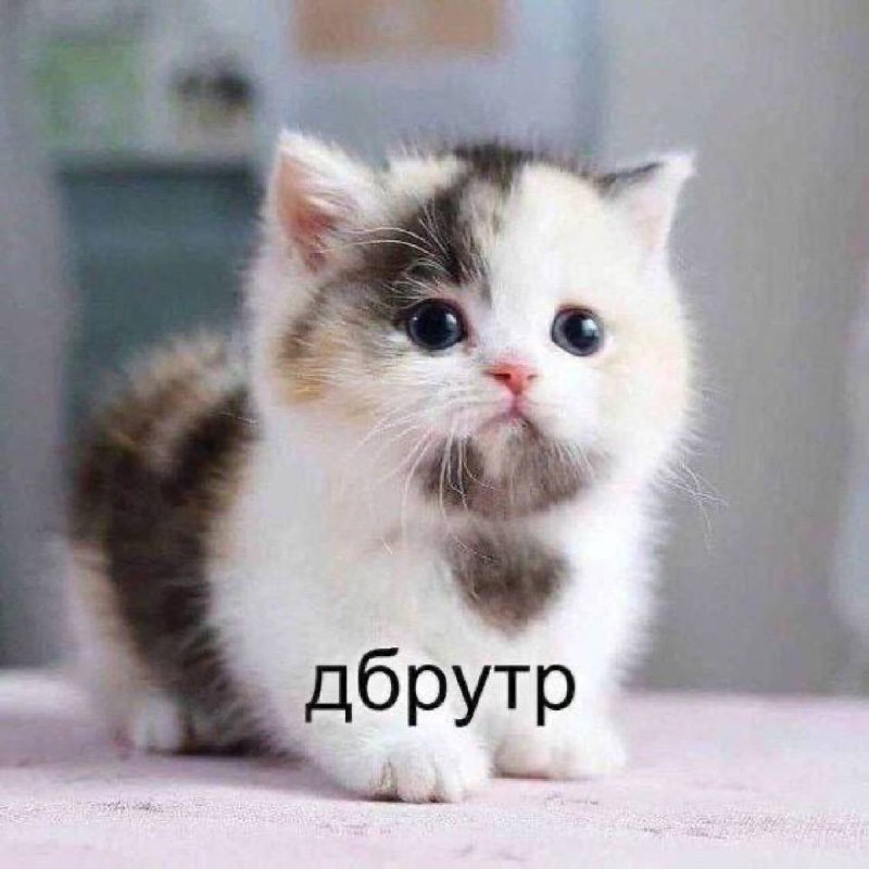 Котёнок дбрутр Милый маленький котёнок с текстом "дбрутр"