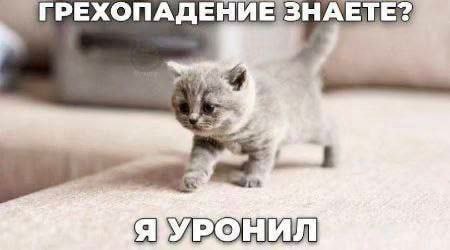 Котёнок грехопадение знаете? Котёнок спрашивает: "Грехопадение знаете? Я уронил".