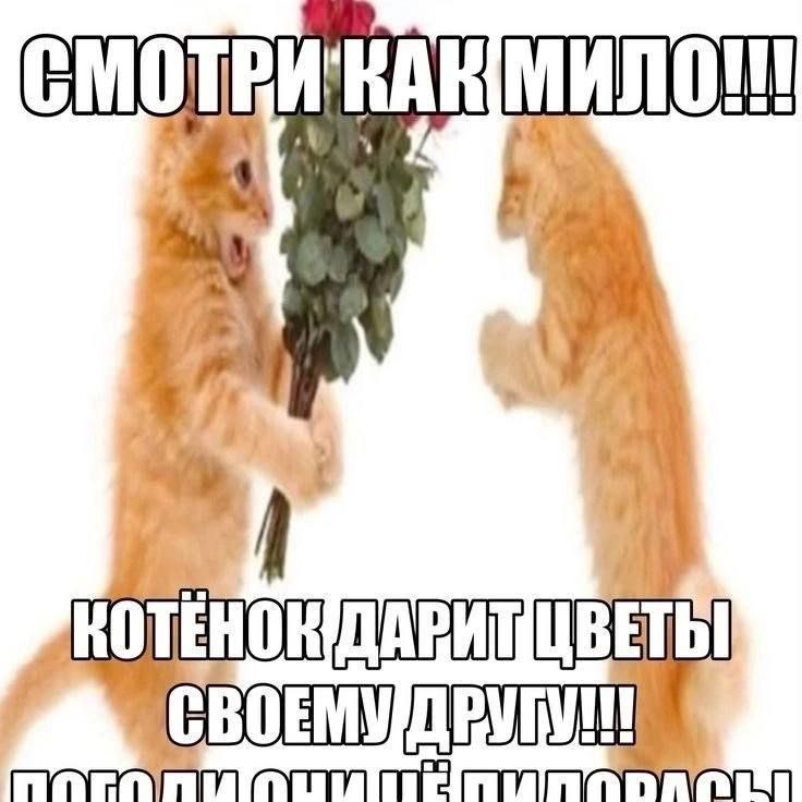 Котенок дарит цветы своему другу Котёнок дарит цветы своему другу