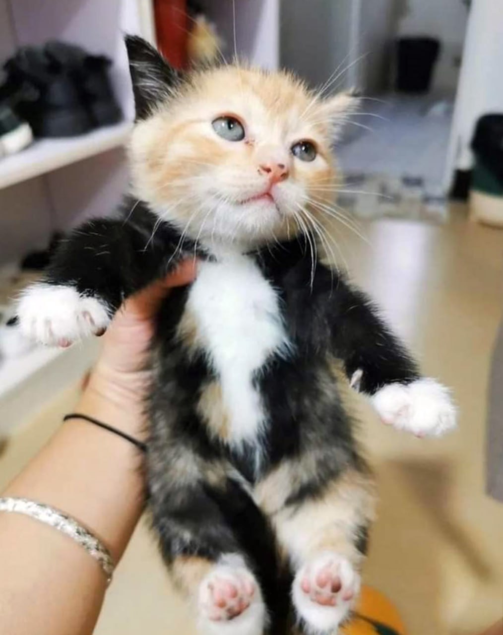 Котёнок которого держат вертикально Котёнок которого держат вертикально, он выглядит как человечек