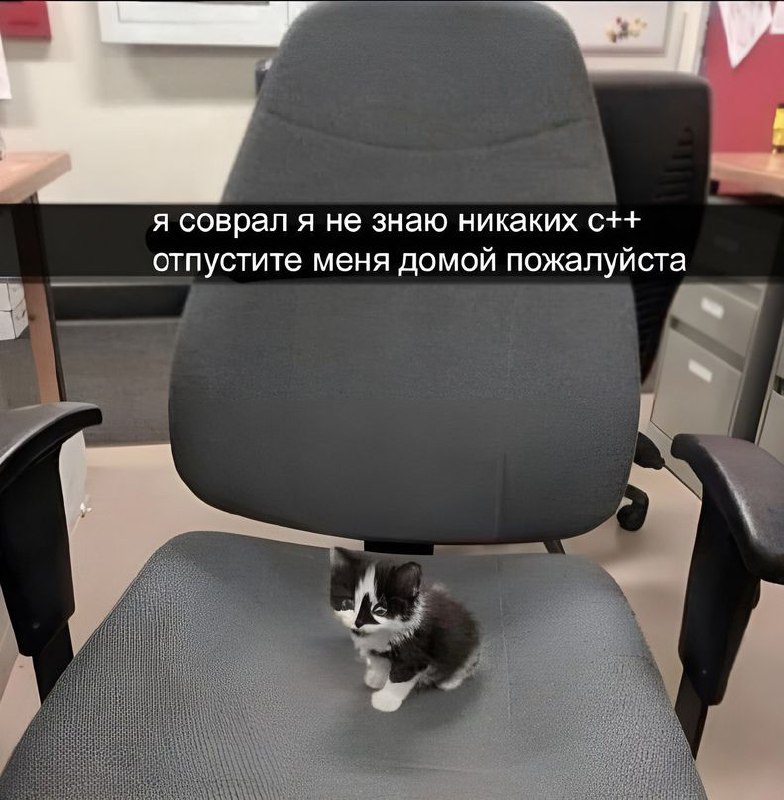 Котёнок я не знаю никаких c++ Маленький котёнок сидит на офисном стуле и просит отпустить его домой, потому что он соврал, что знает c++.