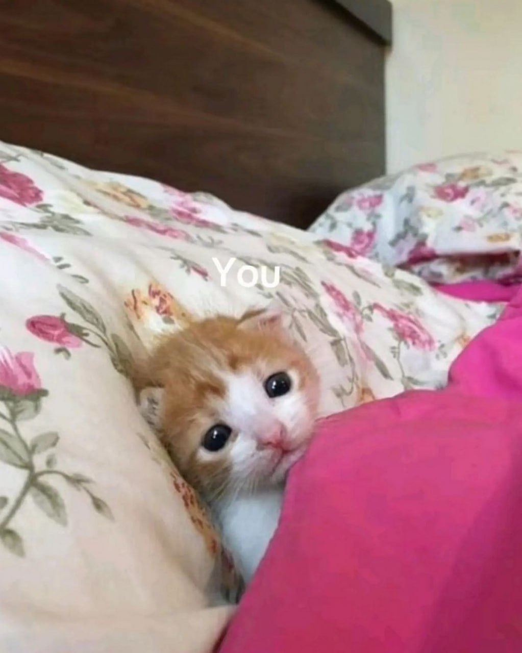 Котёнок в кровати You Маленький рыжий котенок в кровати, укутанный одеялом с надписью "You" сверху