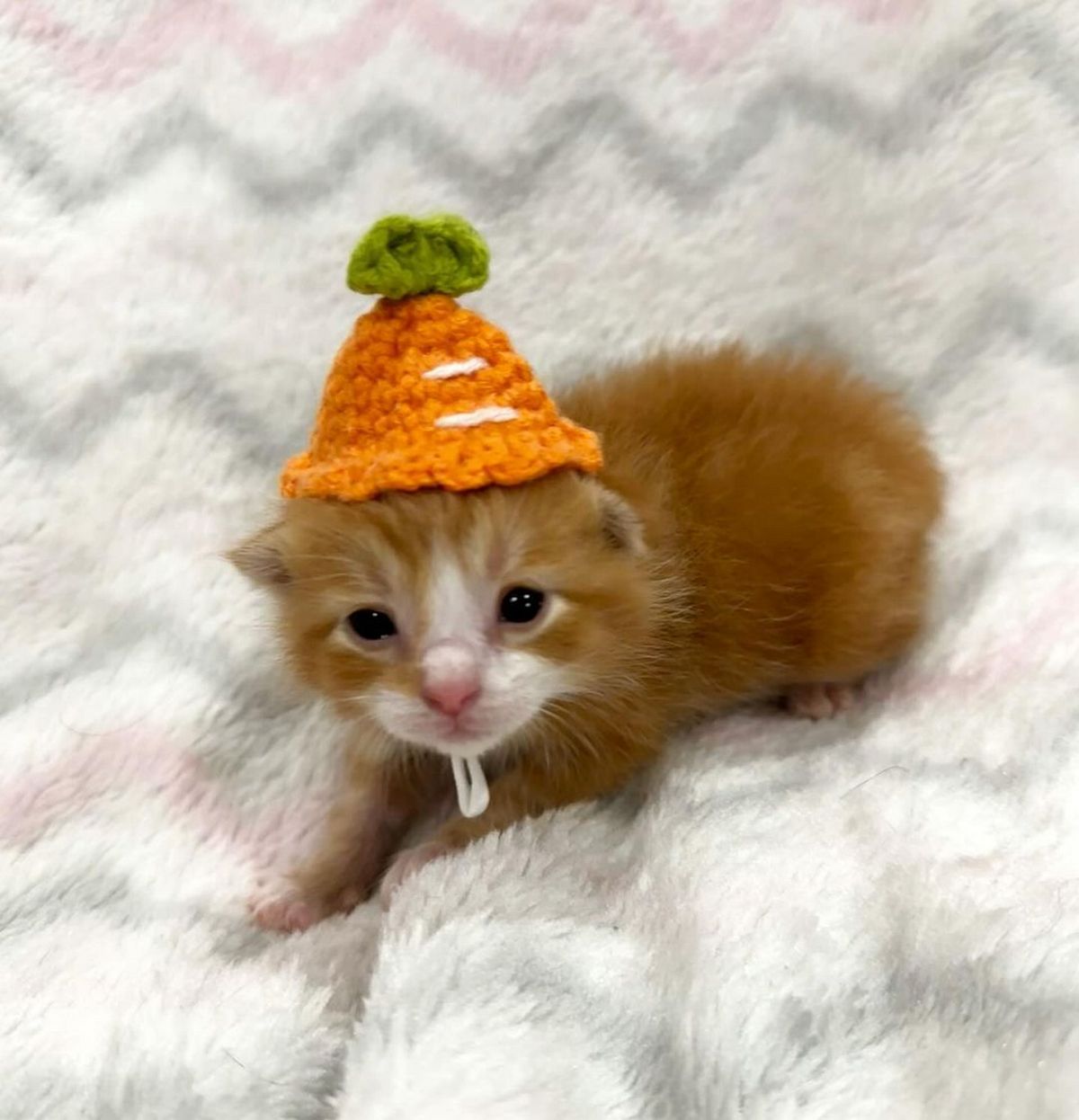 Котенок в шапочке-морковке Милый рыжий котенок в шапочке-морковке на белом пледе