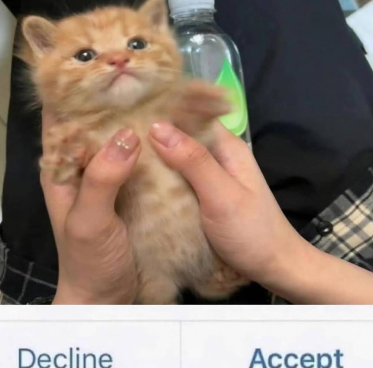 Котёнок в руках Accept Рыжий котёнок, которого держат в руках, с кнопками "Decline" и "Accept" под изображением.