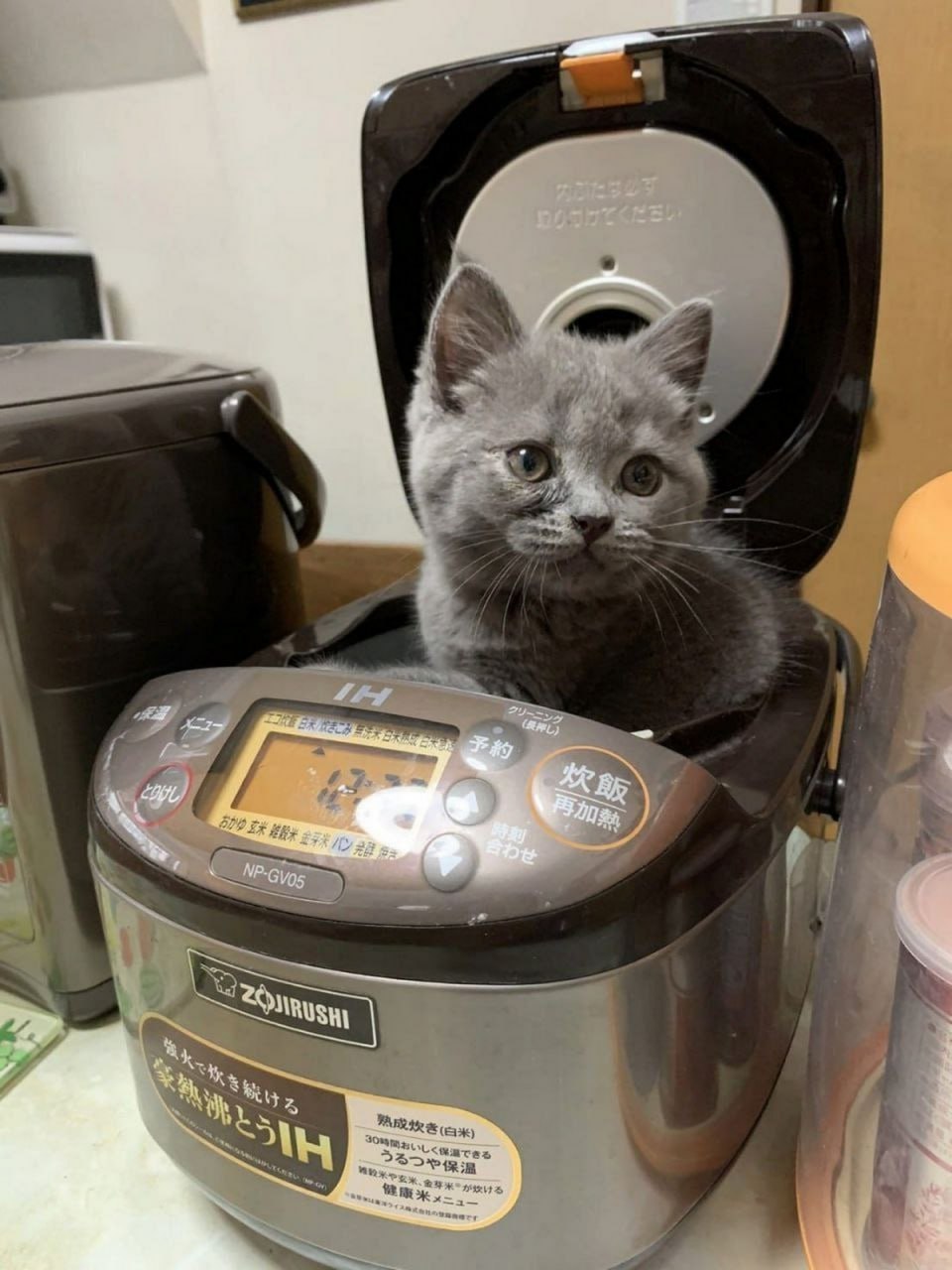 Котенок в мультиварке Маленький серый котенок, который забрался в мультиварку