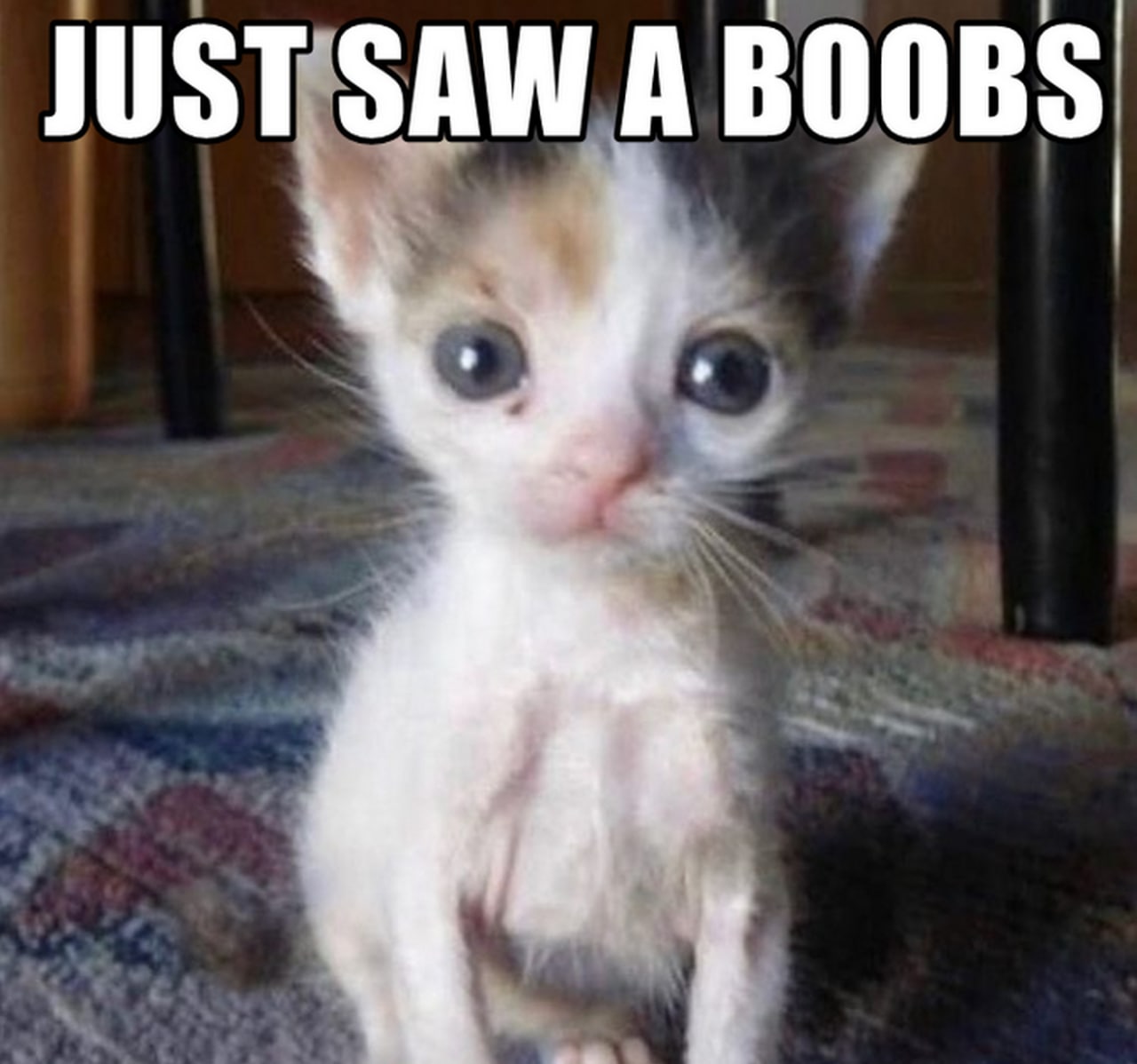 Котёнок Just saw a boobs Мем с удивленным котенком и надписью «Just saw a boobs»