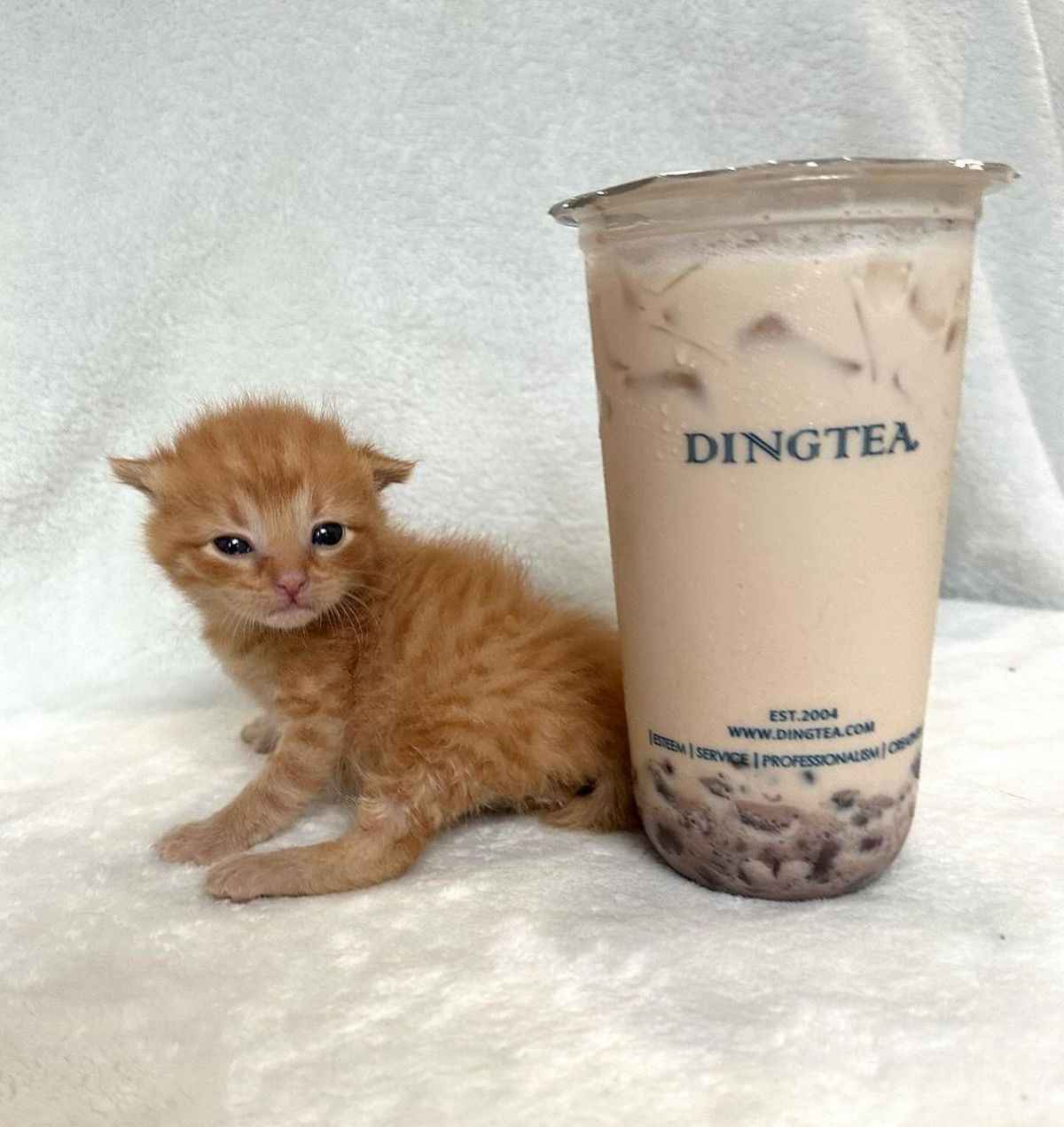 Котенок рядом с Dingtea Крошечный рыжий котенок сидит рядом с большой чашкой молочного чая Dingtea