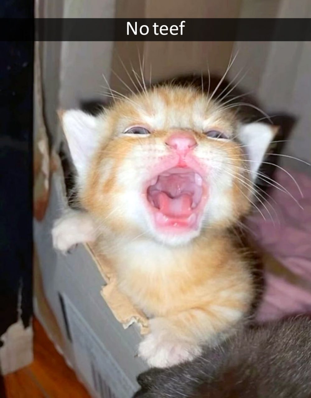 Котенок No teef Маленький рыжий котенок без зубов широко открыл рот