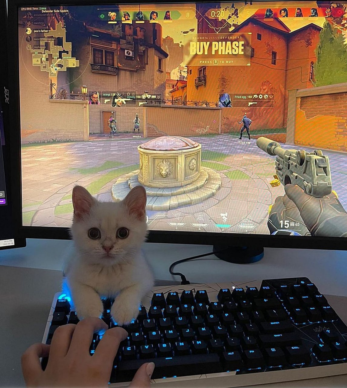 Котенок лежит на клавиатуре и мешает играть Белый котенок, сидящий на механической клавиатуре и мешающий играть в "Valorant" на мониторе