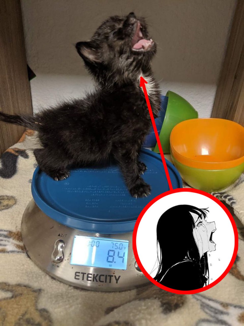 Котёнок на весах 8.4 Мем с крошечным чёрным котёнком, который кричит, стоя на весах, а его крик сравнивают с плачущей аниме-девушкой