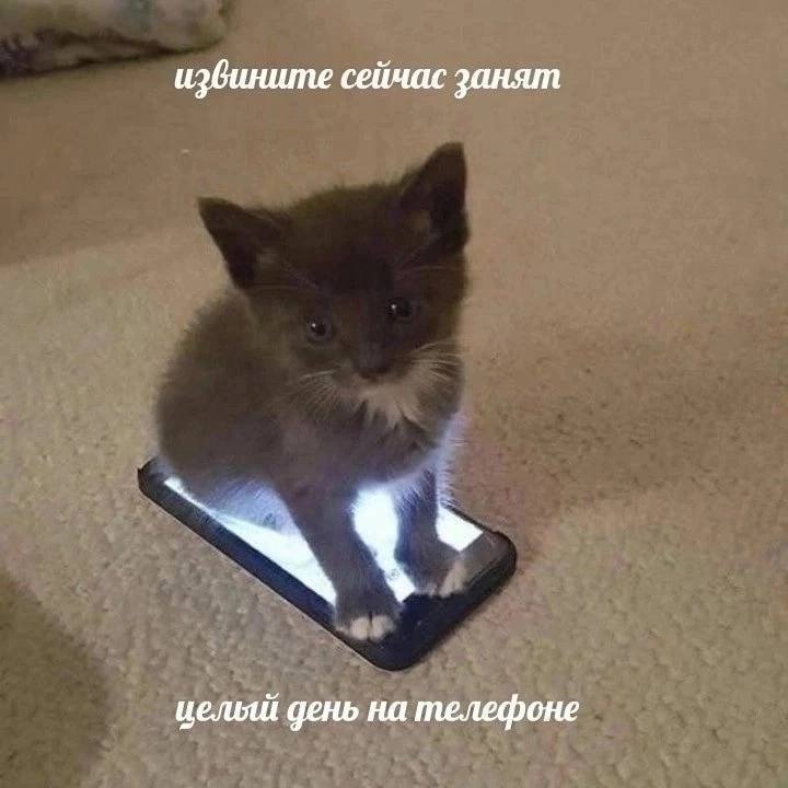 Котенок сидит на телефоне Маленький пушистый котенок сидит прямо на экране светящегося смартфона, а над ним и под ним расположены подписи, имитирующие переписку.