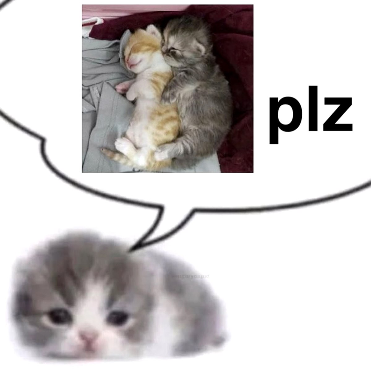Котенок plz Котенок просит обнимашек, как два других котенка на картинке