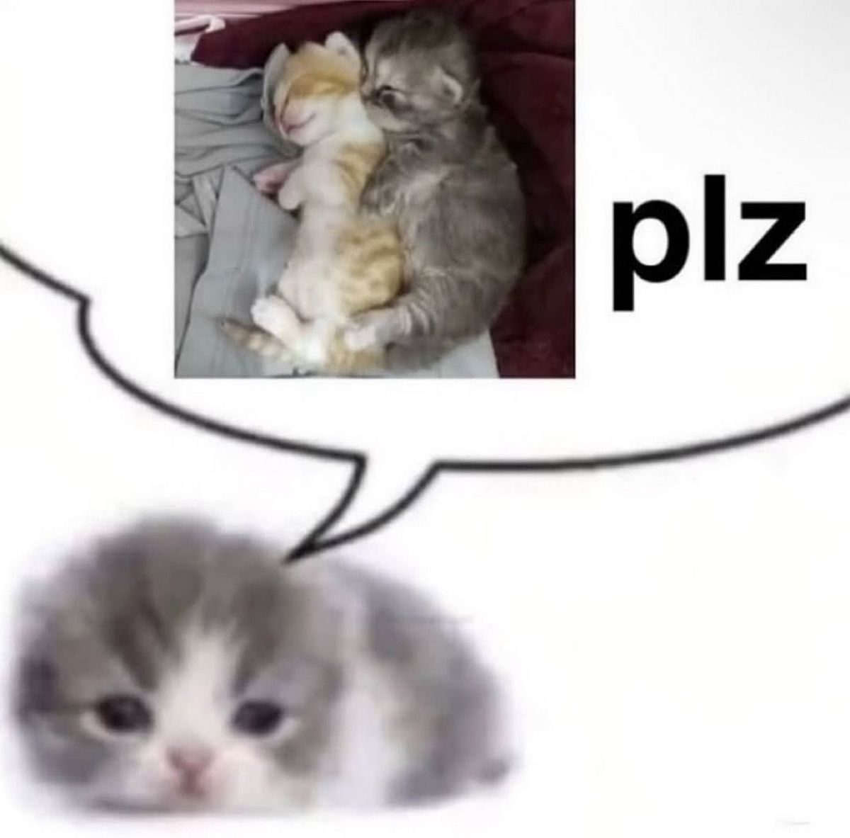 Котенок plz Котенок, который хочет обнимашек и говорит «пожалуйста»