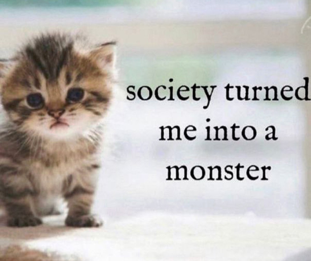 Котенок society turned me into a monster Маленький грустный котенок с надписью "society turned me into a monster"