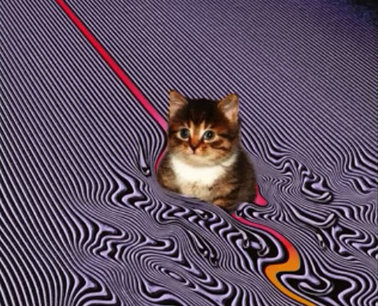 Котенок Tame Impala Currents Милый котенок на обложке альбома Tame Impala Currents