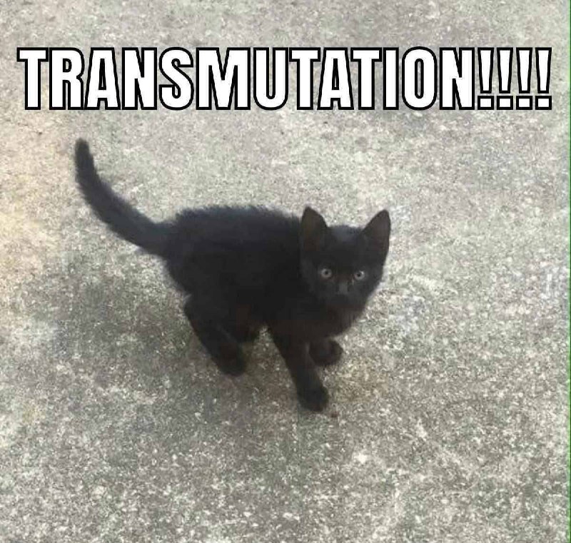 Котёнок Transmutation Котёнок мутант трансформация
