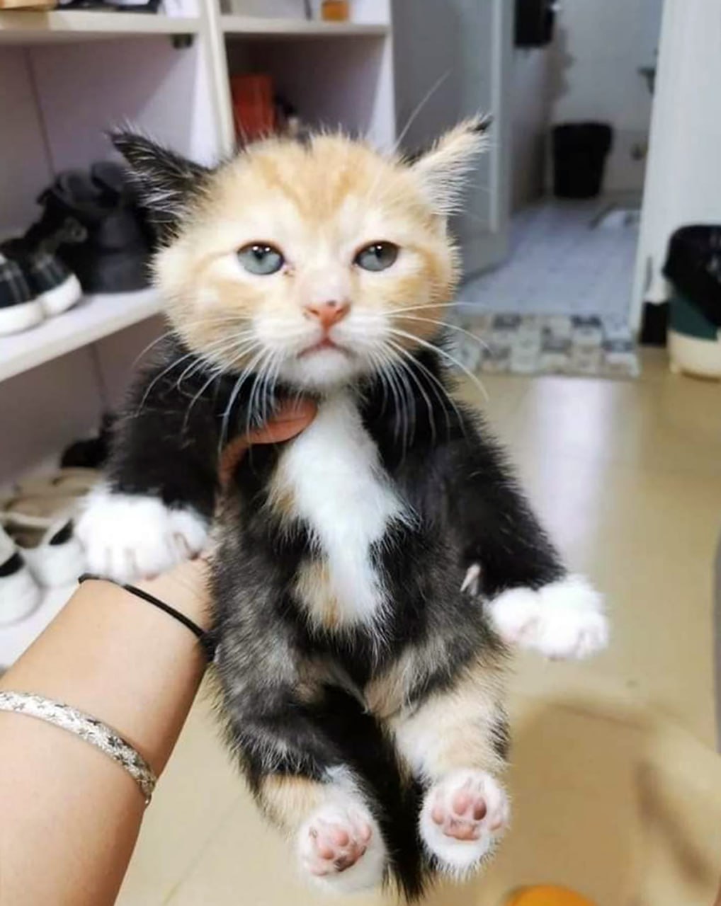 Котенок с недовольной мордочкой Милый котенок с недовольным выражением мордочки, которого держат на руках