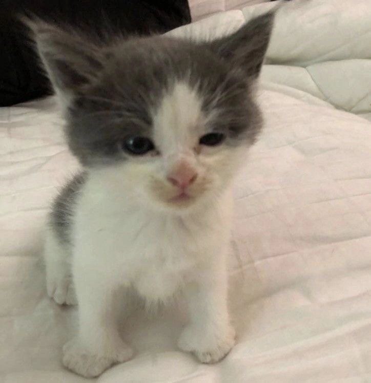 Котёнок с недовольным видом Маленький котёнок бело-серого окраса, сидящий на белом одеяле с очень недовольным, будто сердитым или усталым, выражением мордочки. У него полуприкрыты глаза, а нос немного сморщен.