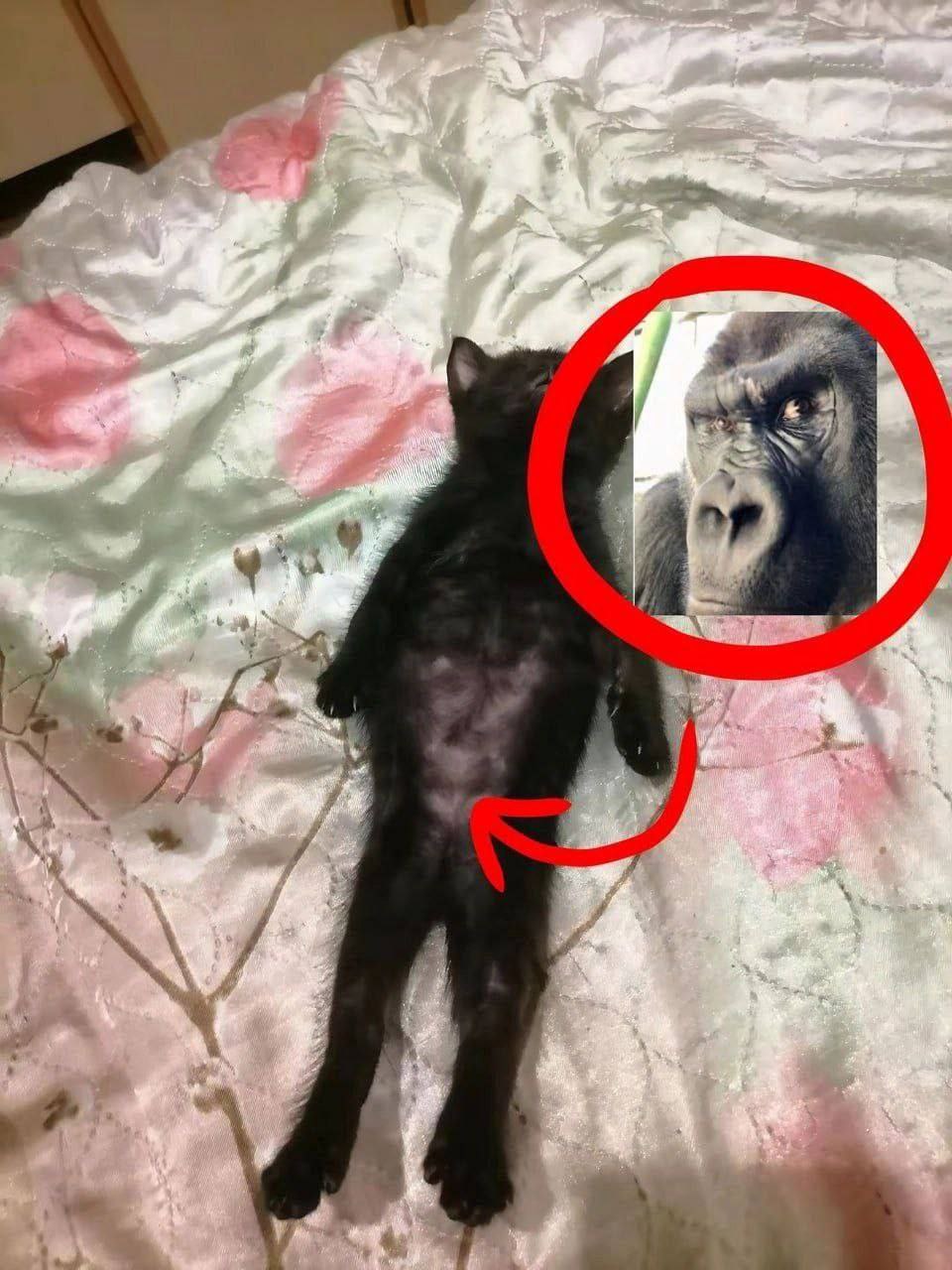 Котенок с прессом гориллы Котенок лежит на спине, а рядом с ним находится изображение морды гориллы, и красная стрелка указывает на "кубики" пресса, которые есть у обоих животных.
