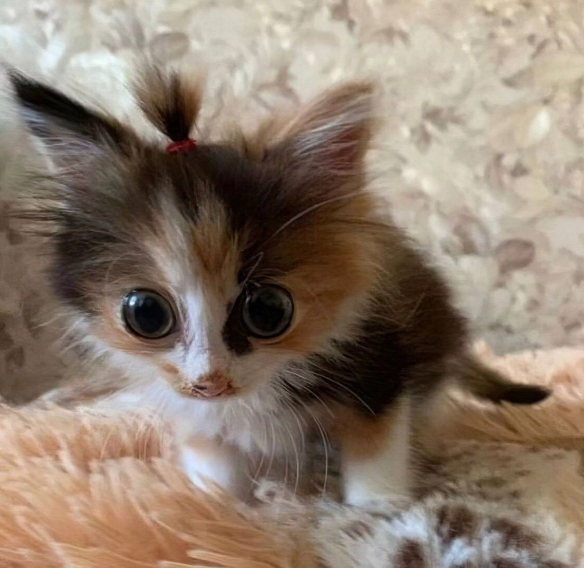 Котенок с хвостиком и большими глазами Маленький трехцветный котенок с большими глазами и хвостиком на голове