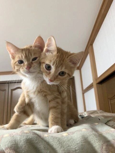 Котёнок с двумя головами Фотография двух рыжих котят, сидящих так близко, что кажется, будто у них одно тело.