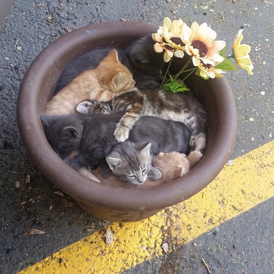 Котята в цветочном горшке Котята спят в цветочном горшке с искусственными подсолнухами