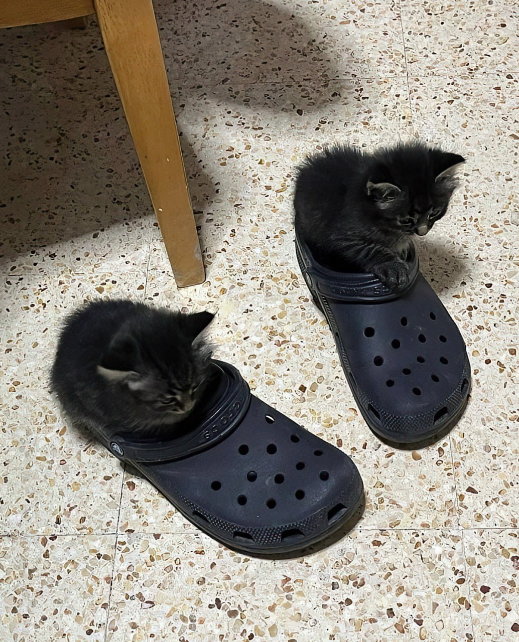 Котята в кроксах Маленькие черные котята сидят в резиновых шлепанцах Crocs