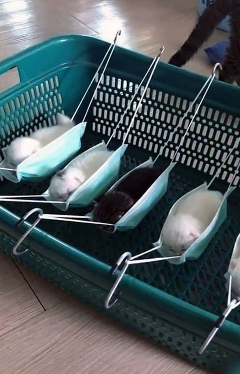 Котята спят в гамаках из масок Маленькие котята спят в гамаках, сделанных из медицинских масок, подвешенных в зеленой корзине