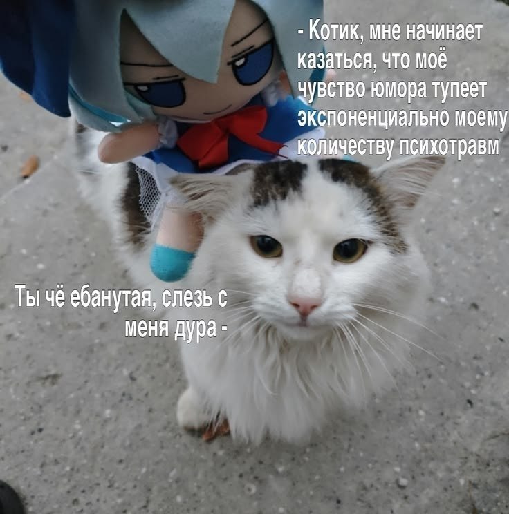 Раздражённый кот и кукла обсуждают тупеющее чувство юмора и количество психотравм