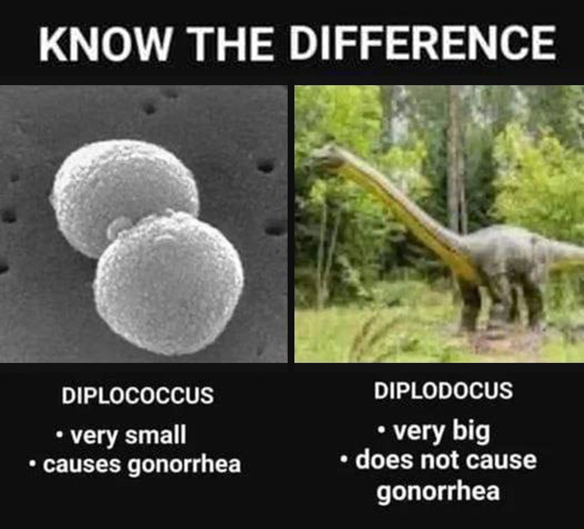 Know the difference diplococcus diplodocus Мем "Know the difference" с диплококком и диплодоком