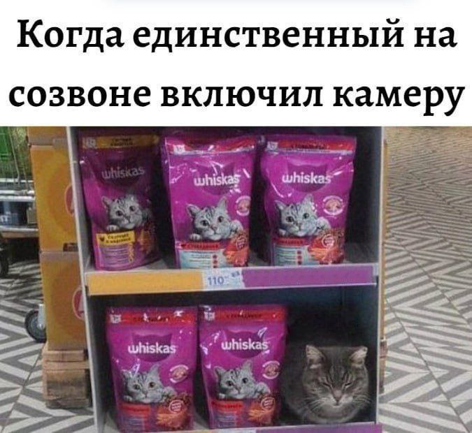 Когда единственный на созвоне включил камеру Мем с котом на полке с кормом Whiskas, который сидит между упаковками, словно он сам является частью товара, под надписью «Когда единственный на созвоне включил камеру».