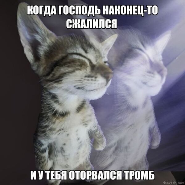Два кота с закрытыми глазами: когда Господь наконец-то сжалился и у тебя оторвался тромб.